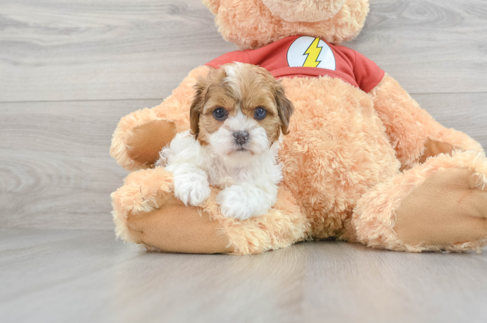 7 week old Shih Poo Puppy For Sale - Lone Star Pups