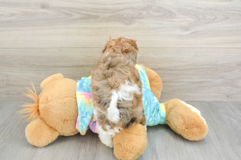 Best Shih Poo Baby