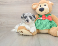 7 week old Shih Poo Puppy For Sale - Lone Star Pups