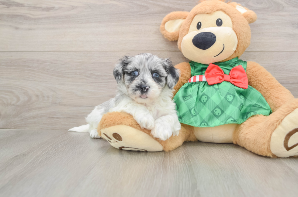 5 week old Shih Poo Puppy For Sale - Lone Star Pups