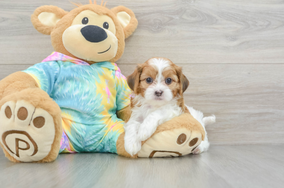 6 week old Shih Poo Puppy For Sale - Lone Star Pups