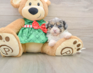 7 week old Shih Poo Puppy For Sale - Lone Star Pups