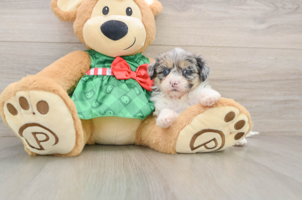 5 week old Shih Poo Puppy For Sale - Lone Star Pups
