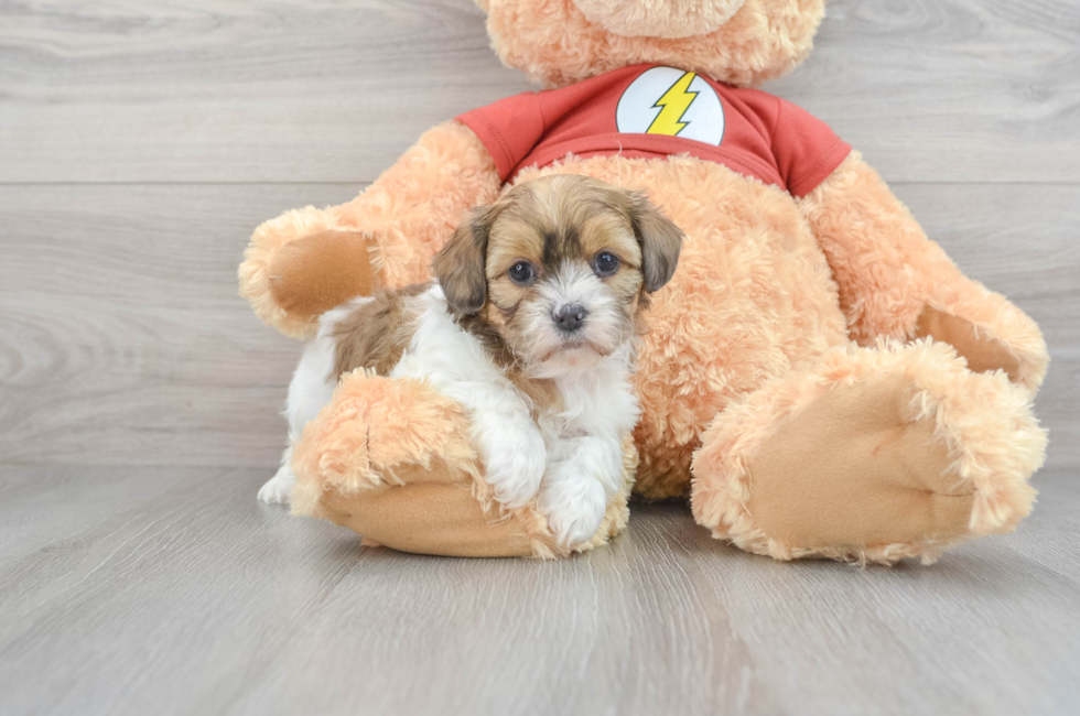 7 week old Shih Poo Puppy For Sale - Lone Star Pups