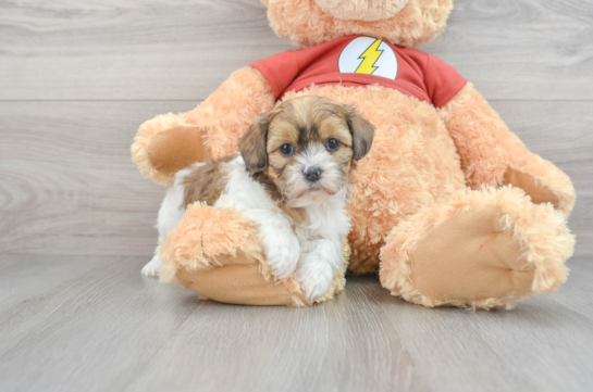Petite Shih Poo Poodle Mix Pup