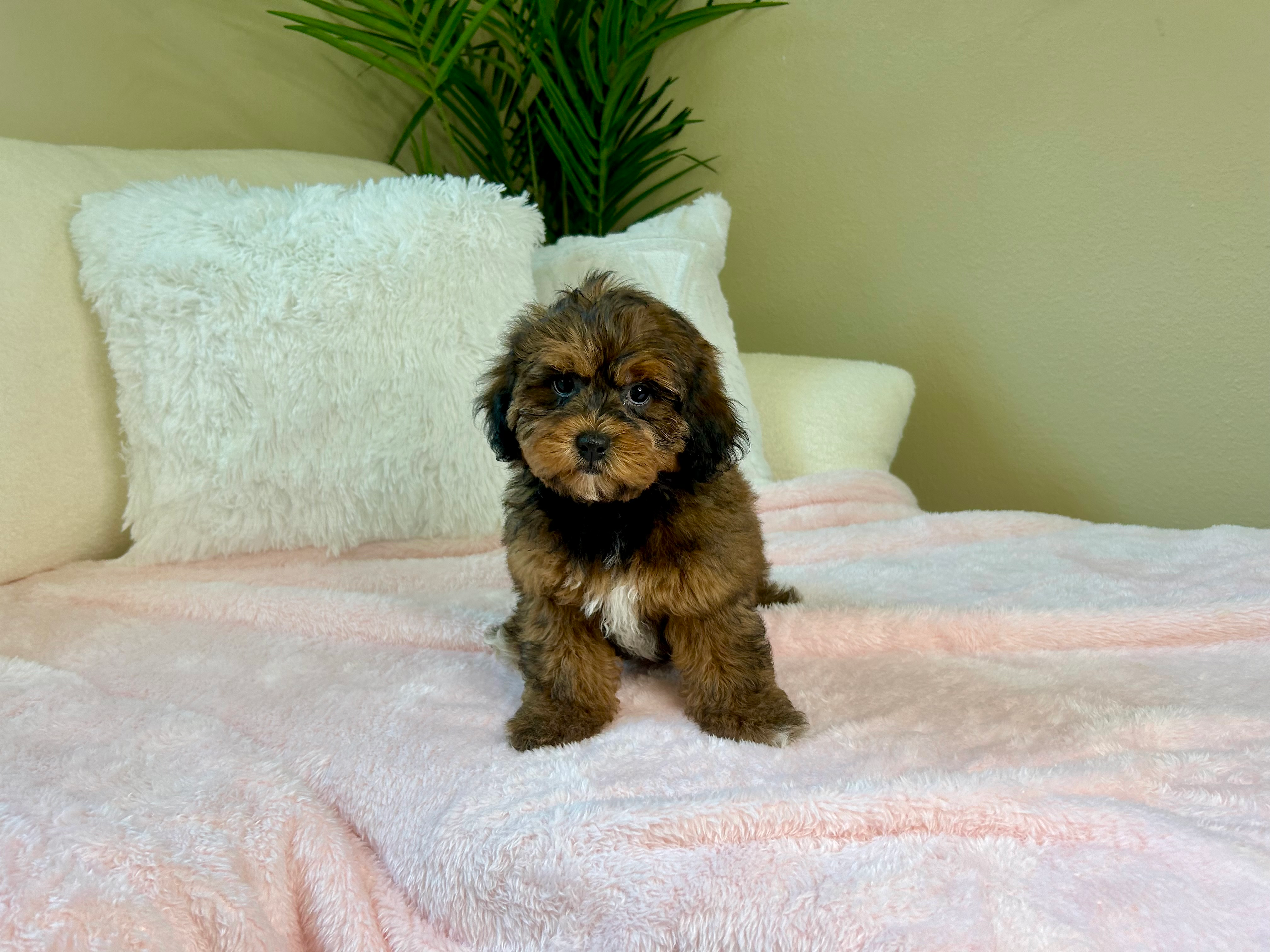 Shih Poo Puppy for Adoption