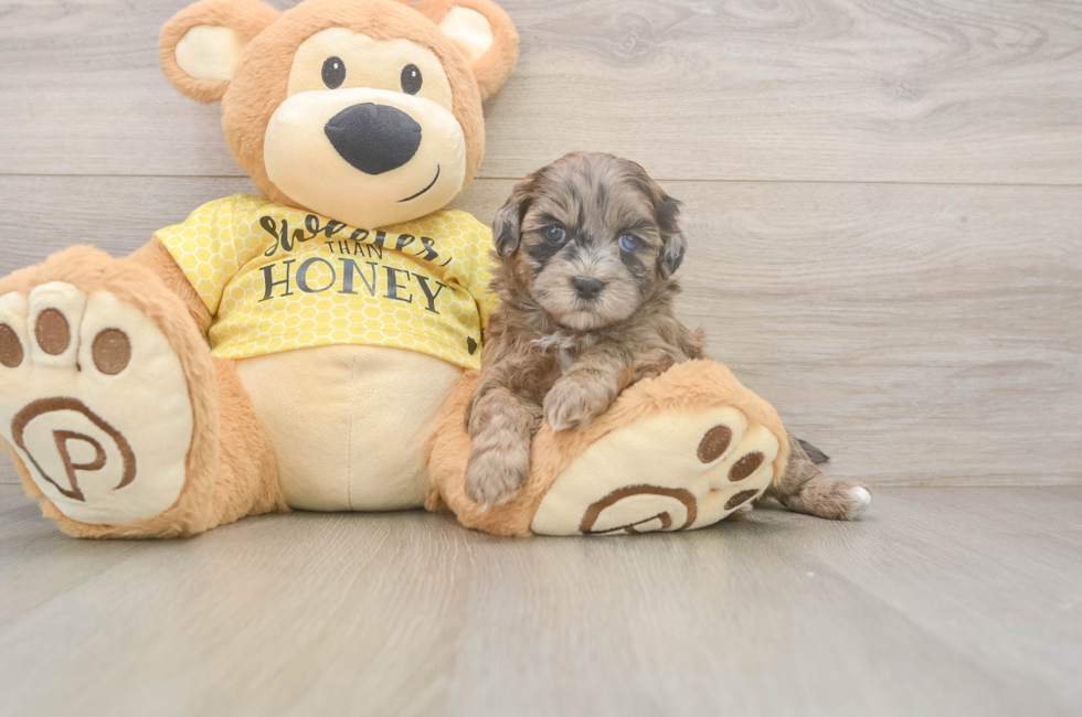 5 week old Shih Poo Puppy For Sale - Lone Star Pups