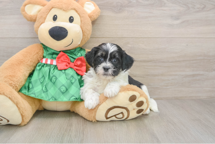 Hypoallergenic Shih Poo Poodle Mix Puppy