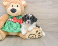 6 week old Shih Poo Puppy For Sale - Lone Star Pups