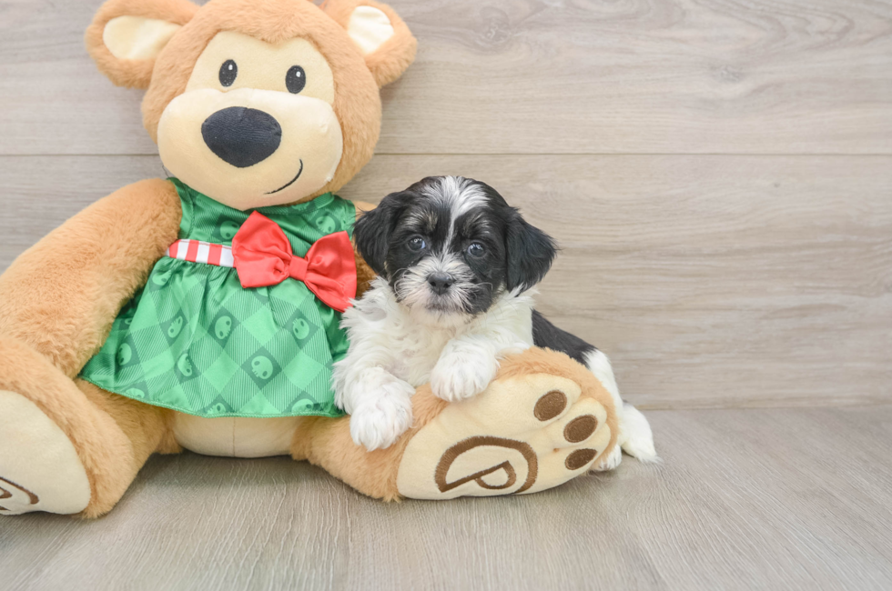 5 week old Shih Poo Puppy For Sale - Lone Star Pups