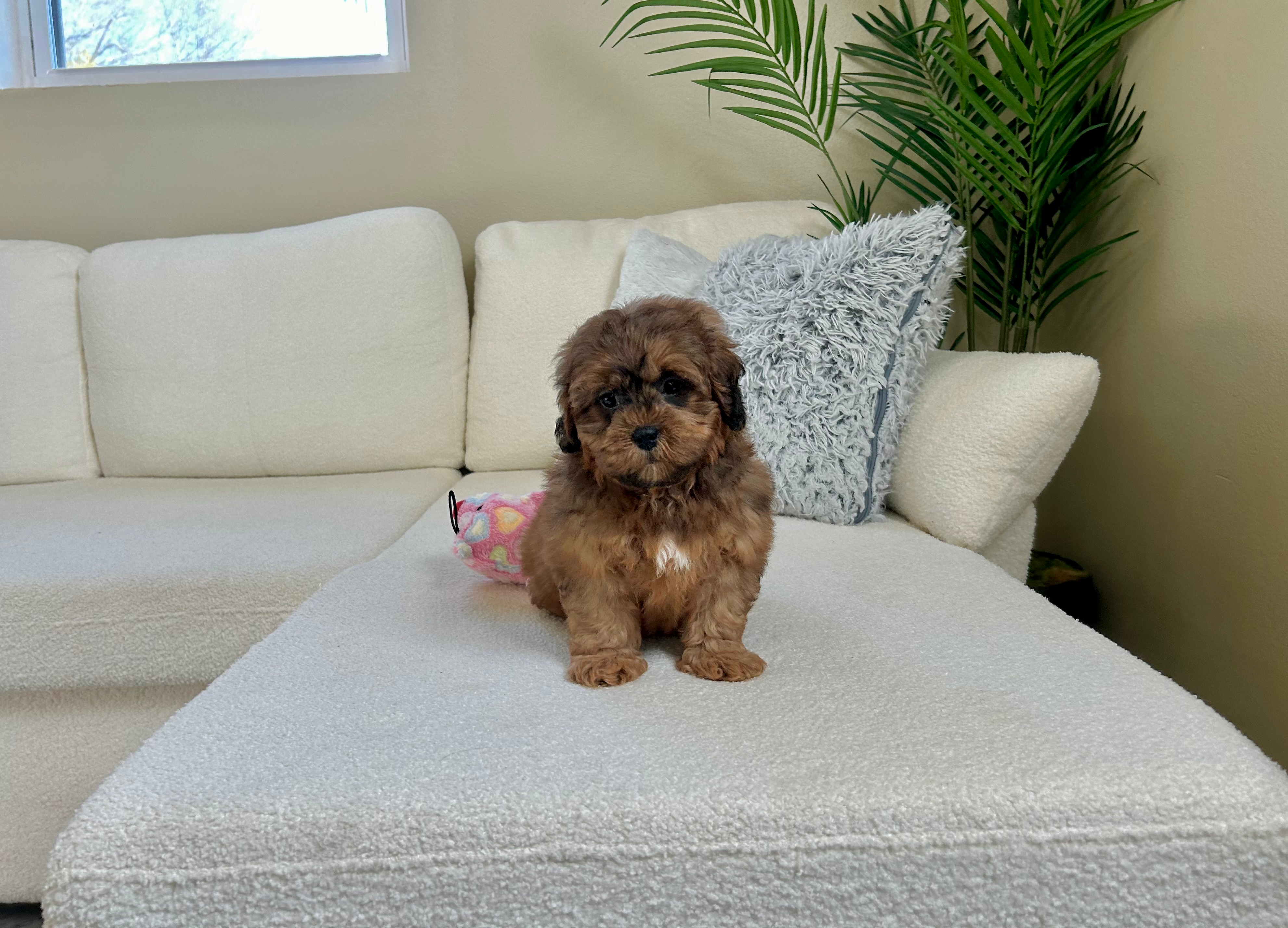 Best Shih Poo Baby