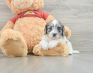 6 week old Shih Poo Puppy For Sale - Lone Star Pups