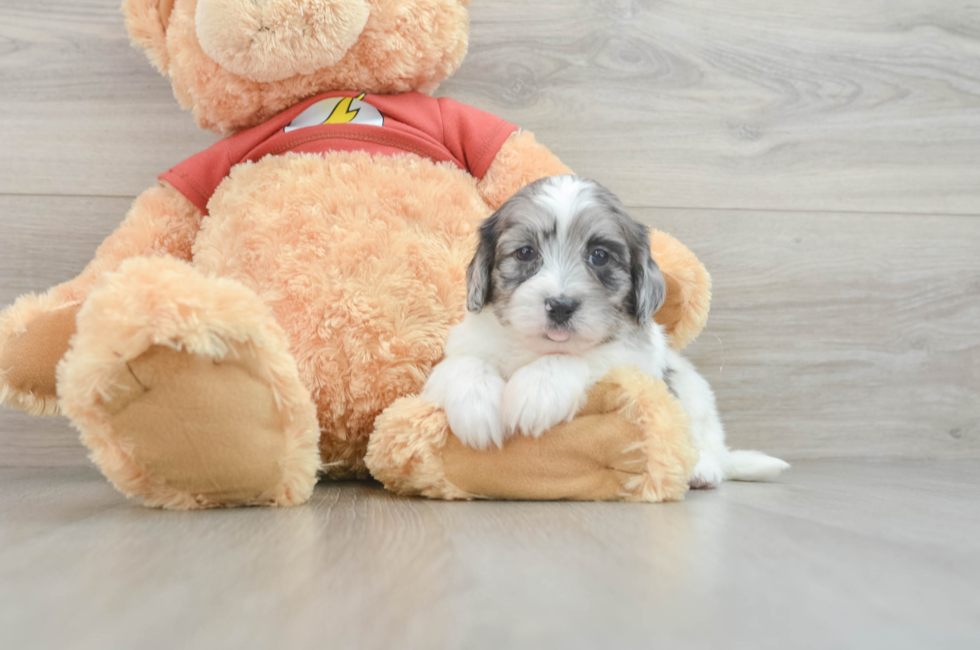 7 week old Shih Poo Puppy For Sale - Lone Star Pups