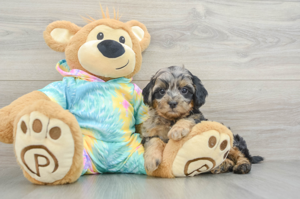 6 week old Shih Poo Puppy For Sale - Lone Star Pups