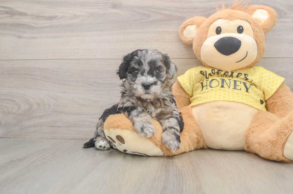 5 week old Shih Poo Puppy For Sale - Lone Star Pups