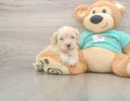 7 week old Shih Poo Puppy For Sale - Lone Star Pups