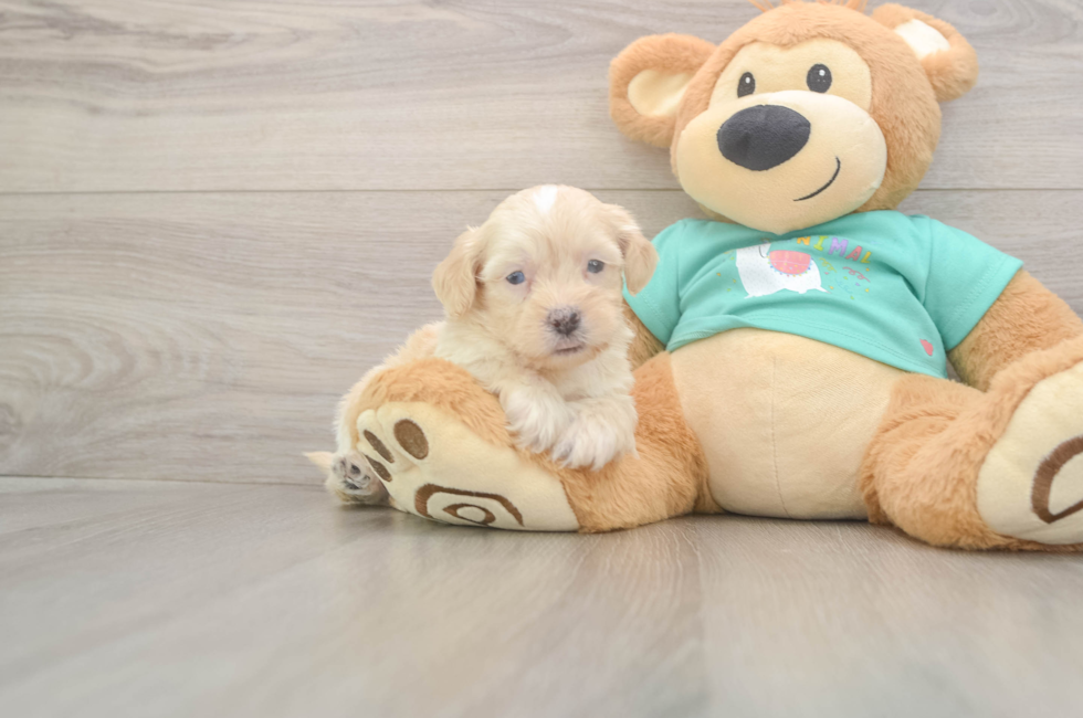 5 week old Shih Poo Puppy For Sale - Lone Star Pups