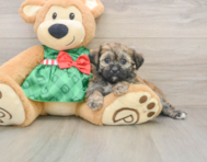 5 week old Shih Poo Puppy For Sale - Lone Star Pups