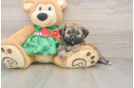 Friendly Shih Poo Baby