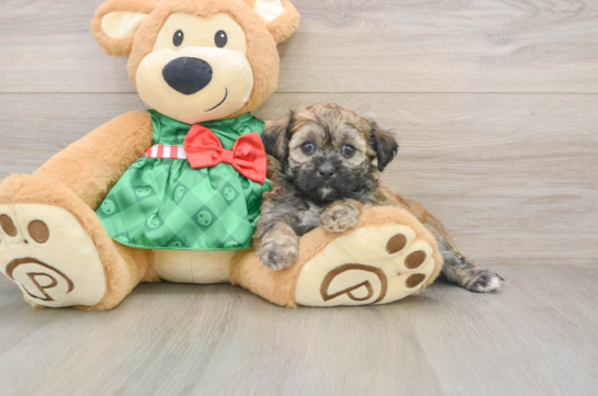 Friendly Shih Poo Baby