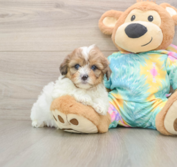 6 week old Shih Poo Puppy For Sale - Lone Star Pups