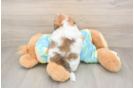 Shih Poo Pup Being Cute