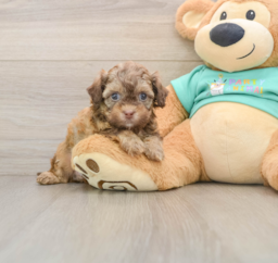 6 week old Shih Poo Puppy For Sale - Lone Star Pups