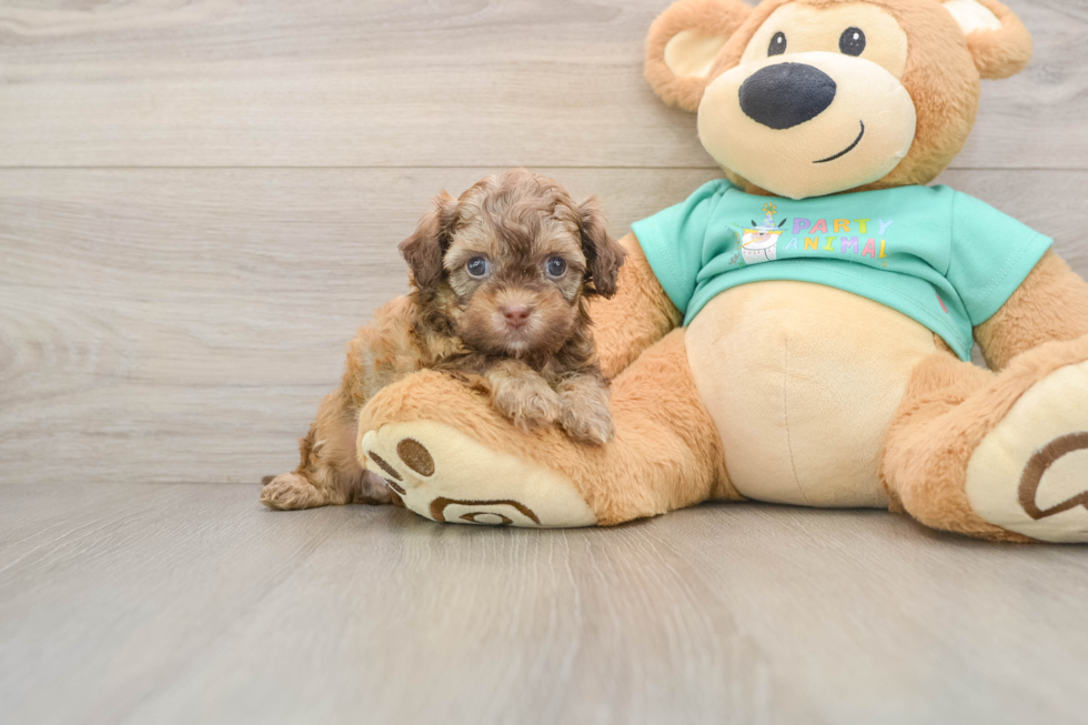 Hypoallergenic Shihpoo Poodle Mix Puppy