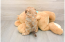 Friendly Shih Poo Baby
