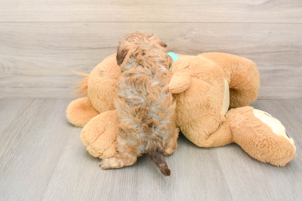 Friendly Shih Poo Baby
