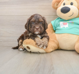 7 week old Shih Poo Puppy For Sale - Lone Star Pups