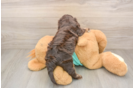 Shih Poo Pup Being Cute