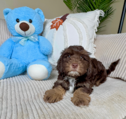9 week old Shih Poo Puppy For Sale - Lone Star Pups