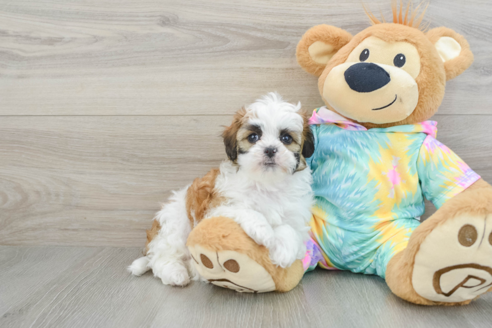 Friendly Shih Poo Baby