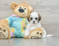 7 week old Shih Poo Puppy For Sale - Lone Star Pups