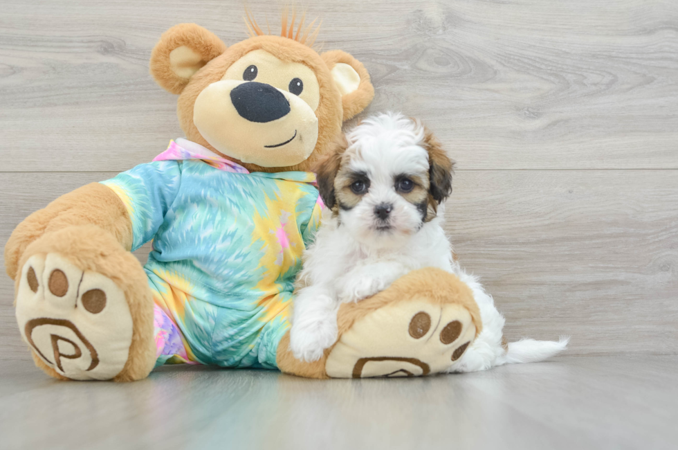 7 week old Shih Poo Puppy For Sale - Lone Star Pups