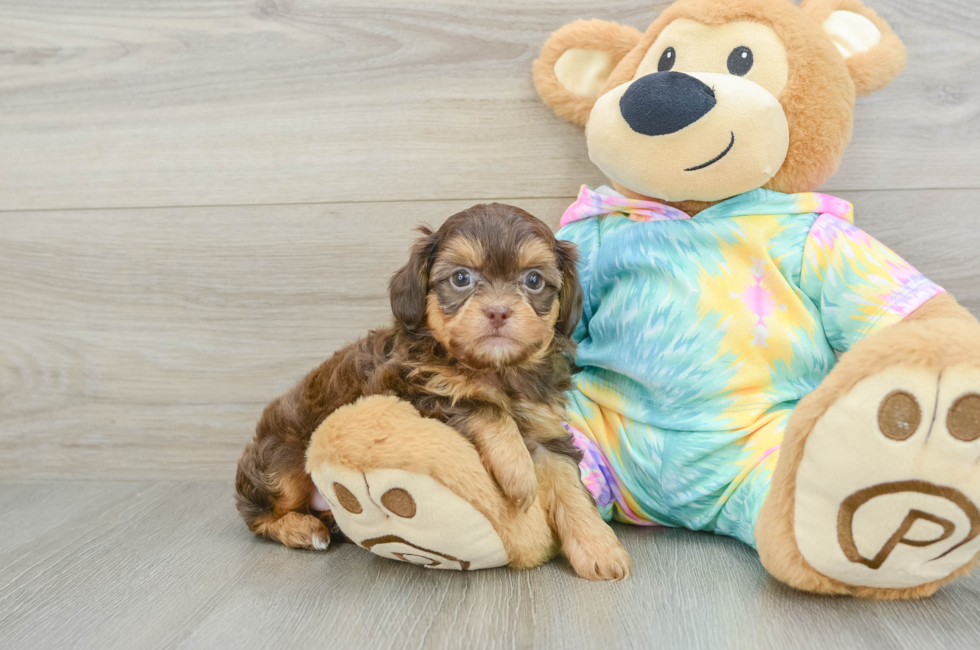 6 week old Shih Poo Puppy For Sale - Lone Star Pups