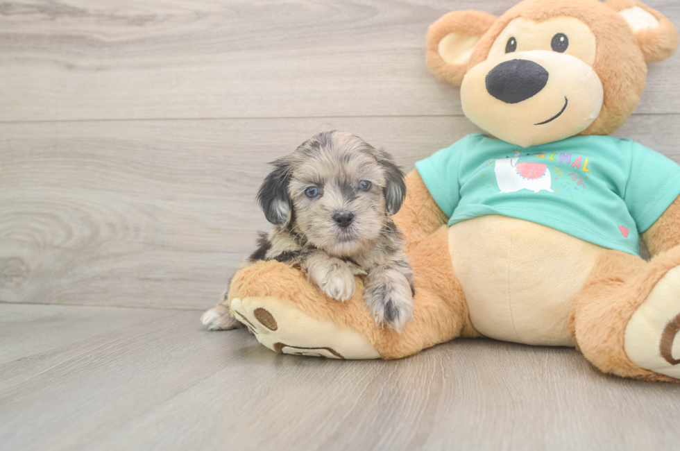 5 week old Shih Poo Puppy For Sale - Lone Star Pups