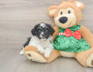 6 week old Shih Poo Puppy For Sale - Lone Star Pups