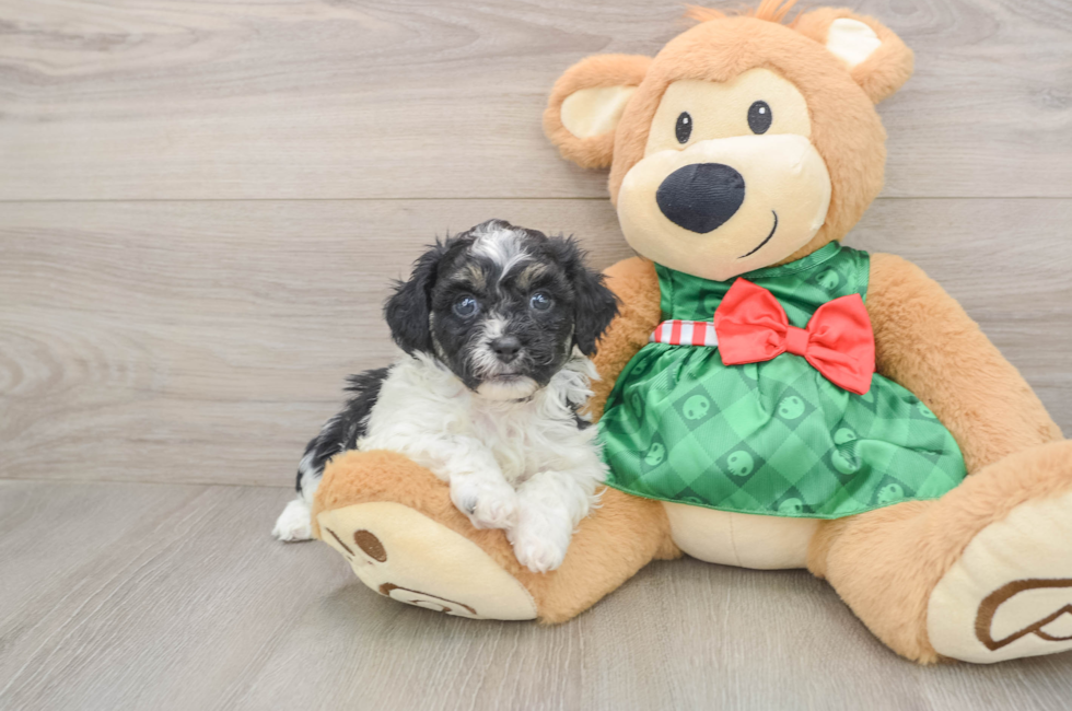5 week old Shih Poo Puppy For Sale - Lone Star Pups