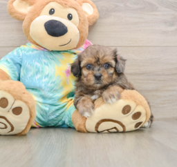 6 week old Shih Poo Puppy For Sale - Lone Star Pups