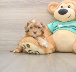 6 week old Shih Poo Puppy For Sale - Lone Star Pups