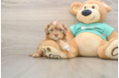 Shih Poo Pup Being Cute