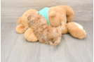 Shih Poo Pup Being Cute