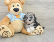 8 week old Shih Poo Puppy For Sale - Lone Star Pups