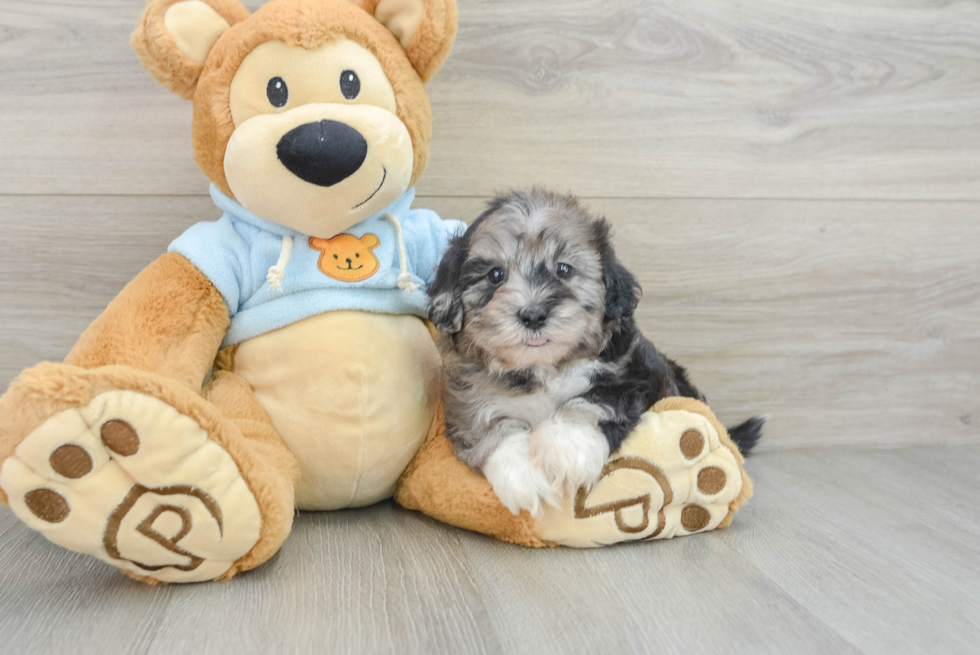 Popular Shih Poo Poodle Mix Pup