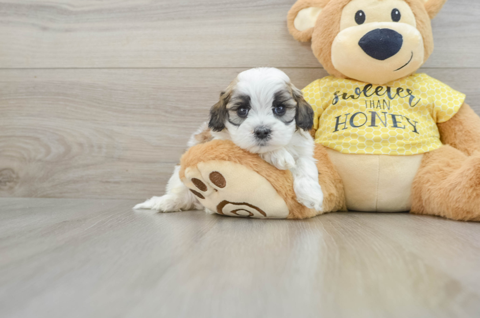 5 week old Shih Poo Puppy For Sale - Lone Star Pups