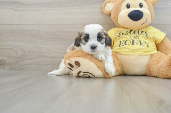 Little Shih Poo Poodle Mix Puppy