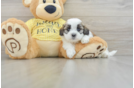 Shih Poo Puppy for Adoption