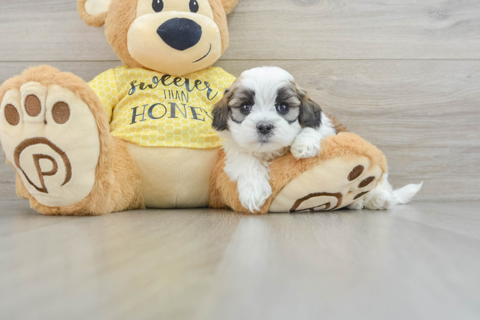 Shih Poo Puppy for Adoption